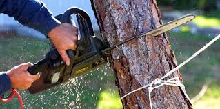 How Our Tree Care Process Works  in  Platteville, WI