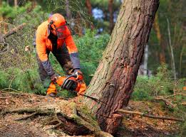 Best Leaf Removal  in Platteville, WI