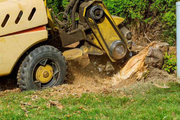 Best Tree Cabling and Bracing  in Platteville, WI