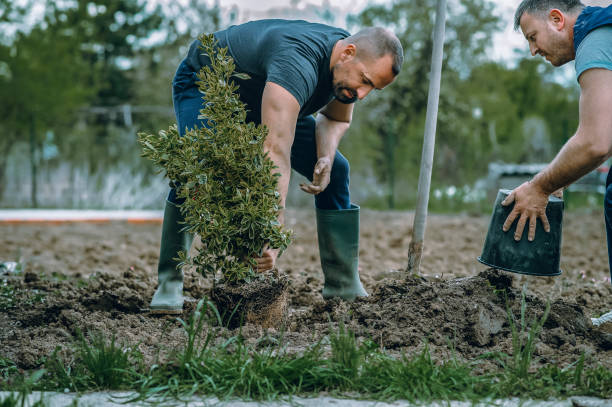 Best Arborist Consultation Services  in Platteville, WI