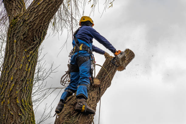 Best Tree Disease Treatment  in Platteville, WI