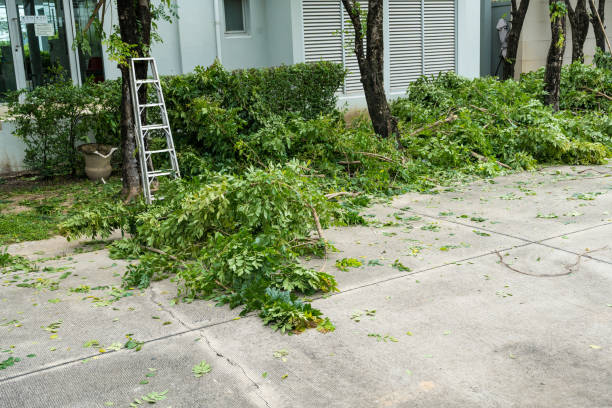 Best Lawn Disease Treatment  in Platteville, WI