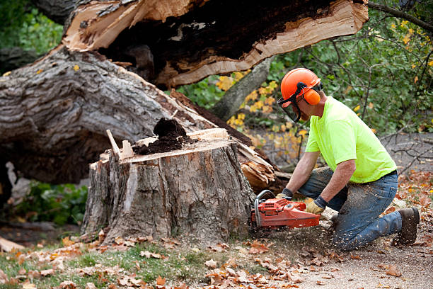 Trusted Platteville, WI Tree Services Experts