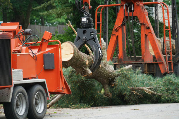 Best Tree Maintenance Programs  in Platteville, WI