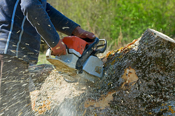 Best Tree Disease Treatment  in Platteville, WI